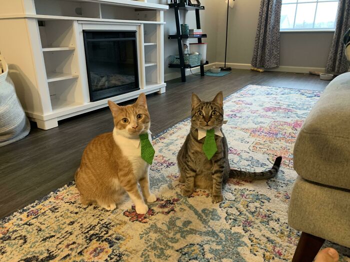 Two cats in business attire, wearing green neckties, sitting on a colorful rug in a cozy living room.