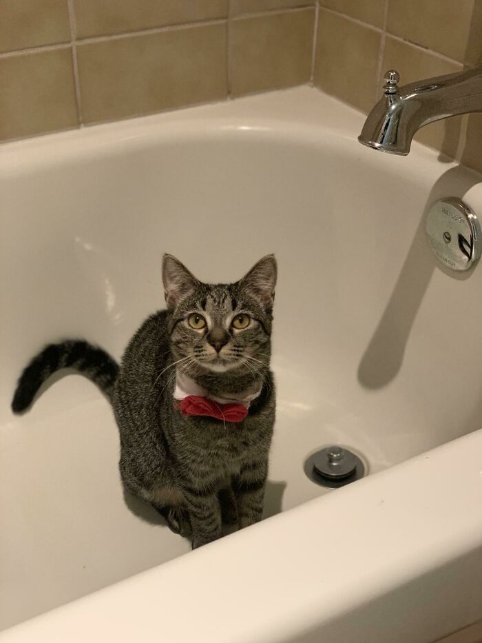 A cat in a bathtub wearing a red bow tie, showcasing business attire for cats.