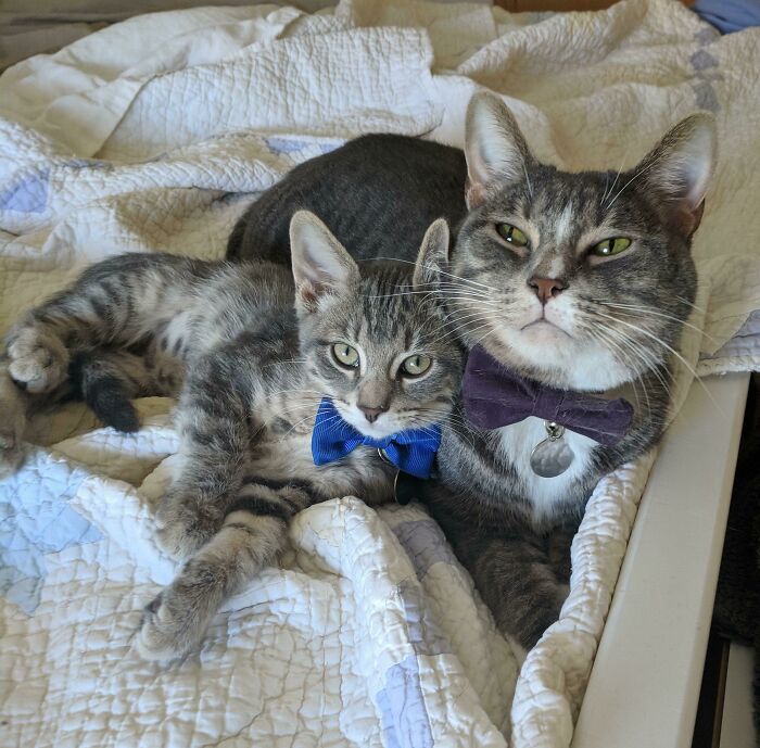 Two cats in business attire, each with bow ties, relaxing on a quilt.
