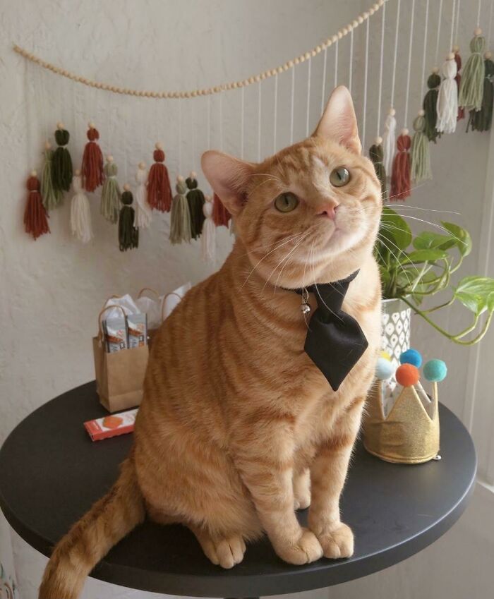 Orange cat wearing a black bow tie, sitting on a table with festive decor and plants, embodying business attire.