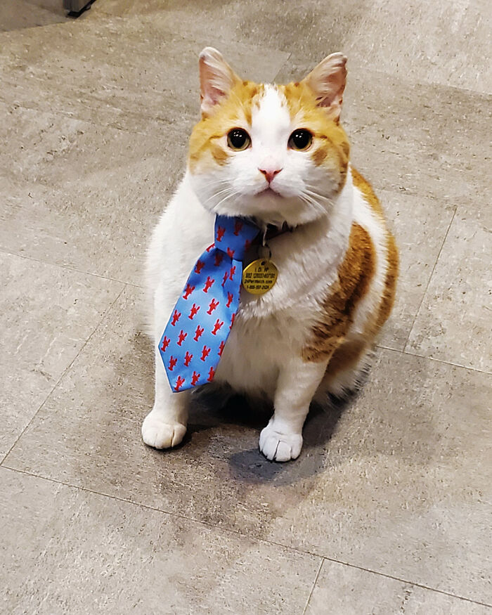Cat in business attire, wearing a blue tie with red patterns, sitting on a tiled floor.
