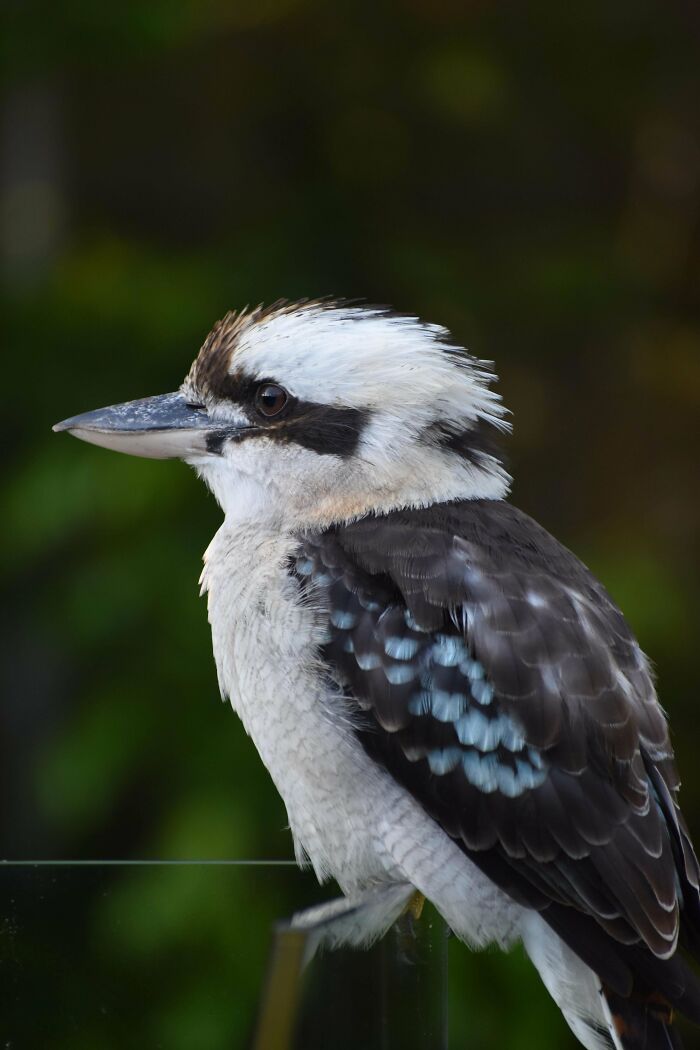 Kookaburra perched on a glass surface in the Australian landscape, showcasing its distinctive plumage.