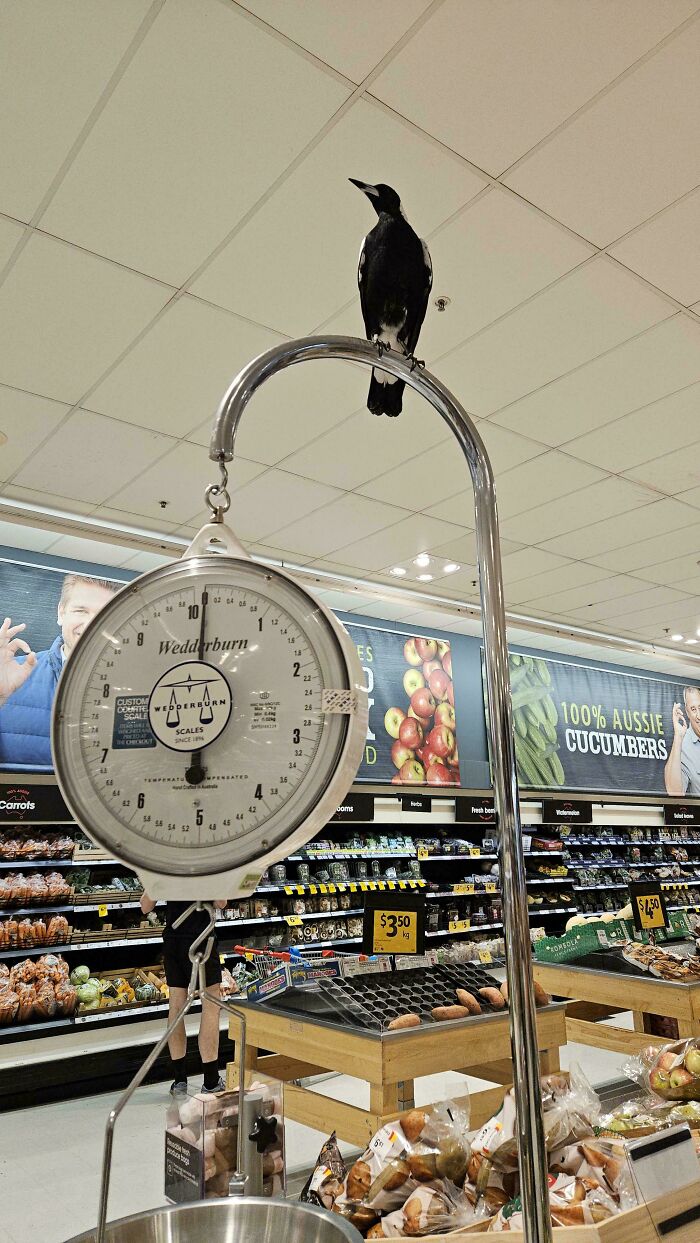 Bird perched on a scale in an Australian grocery store.