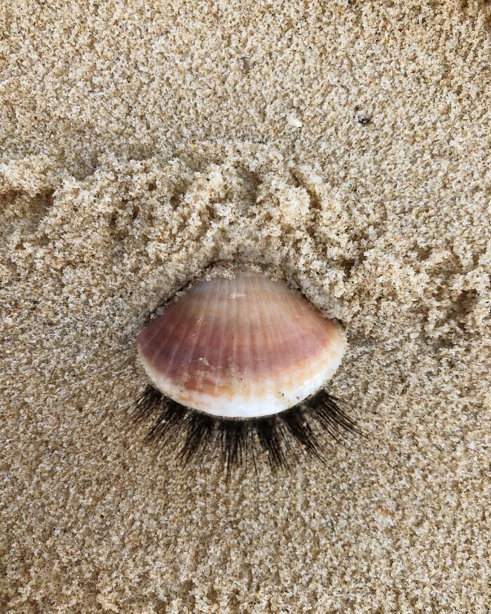 Illusion art: Seashell resembling a closed eye with eyelashes on sandy beach.