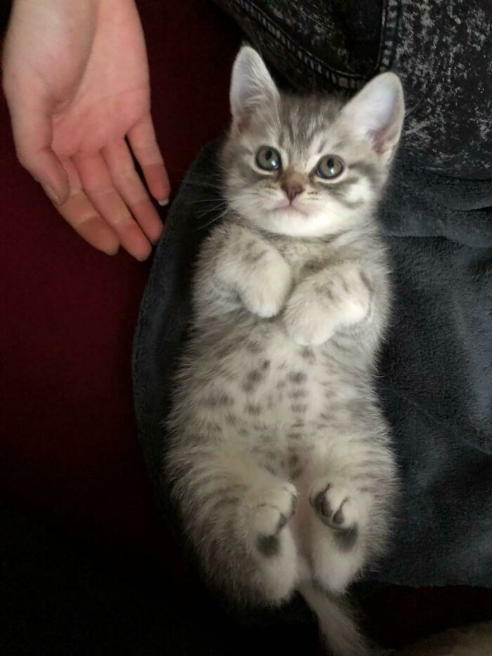 A cute kitten lying on its back with curled feetsies, next to a person's hand.