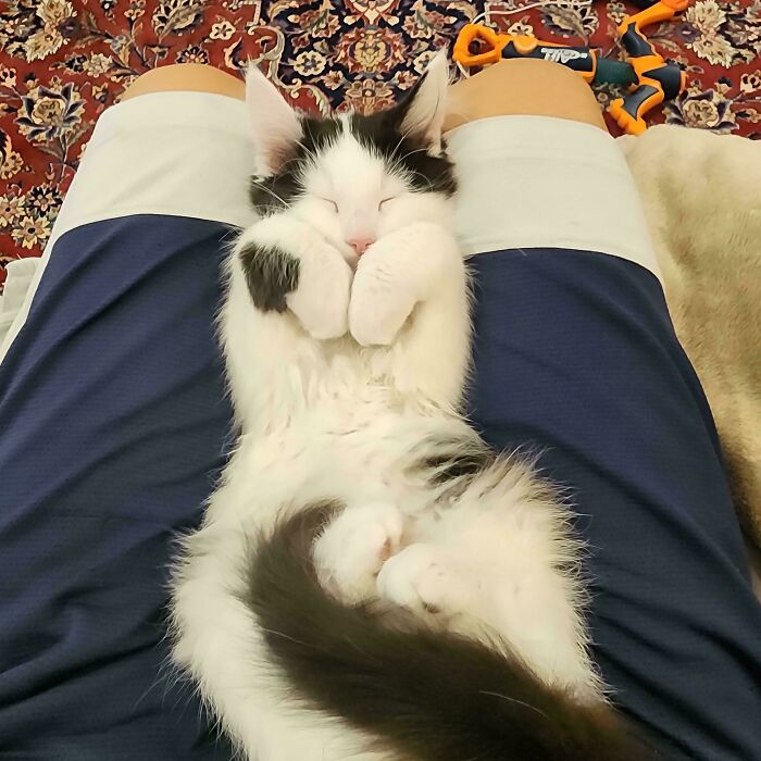 A cute cat with curled feetsies asleep on a person's lap.