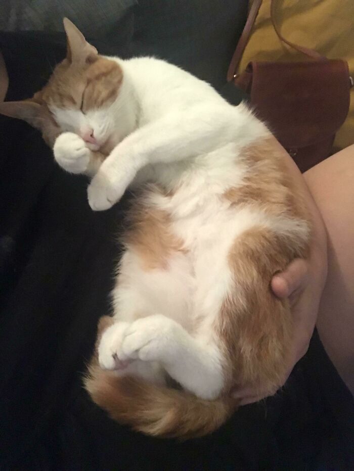 A cute cat with curled feetsies sleeping peacefully while being held.