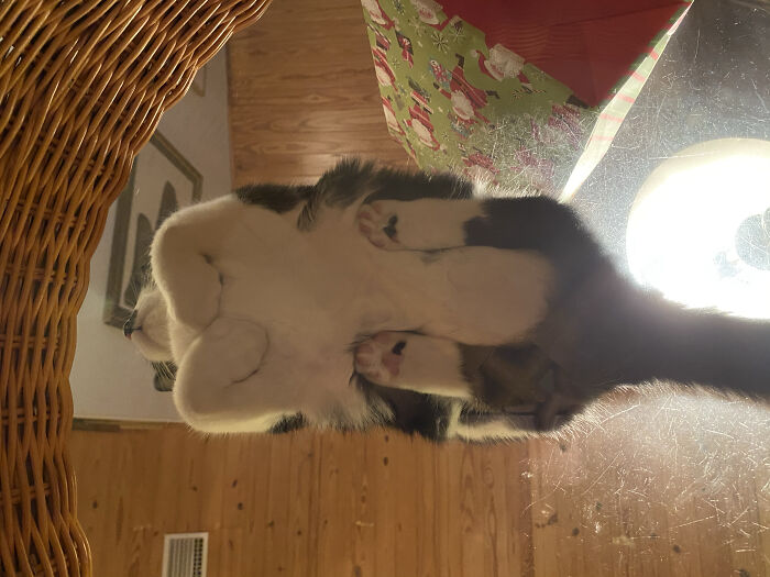 A cute cat resting on glass, showing its curled feetsies from below, surrounded by a cozy wooden room.