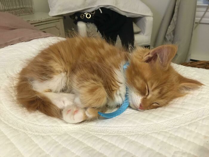 Cute cat with curled feet, napping on a white quilt, wearing a blue collar.