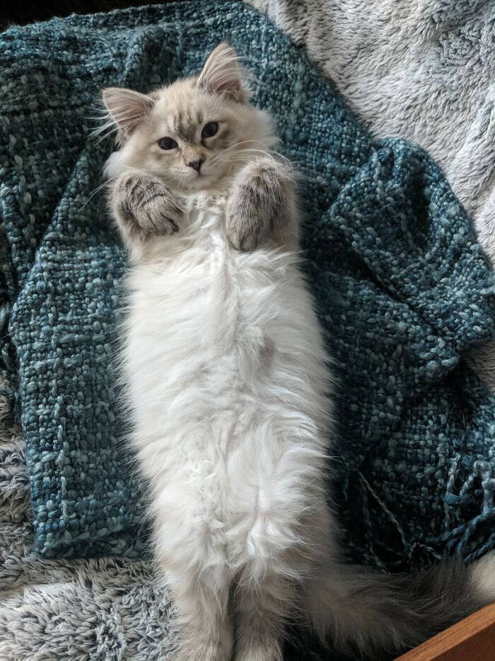 Fluffy cat lying on its back with curled feetsies on a cozy blue blanket.