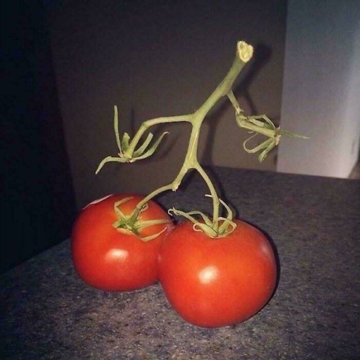 Two tomatoes with a stem shaped like a stick figure, sitting on a countertop, embodying nothing interesting.