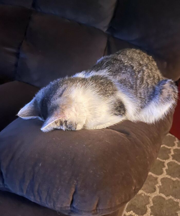 Gray cat sleeping face down on a dark brown couch, creating a cozy yet mundane scene.
