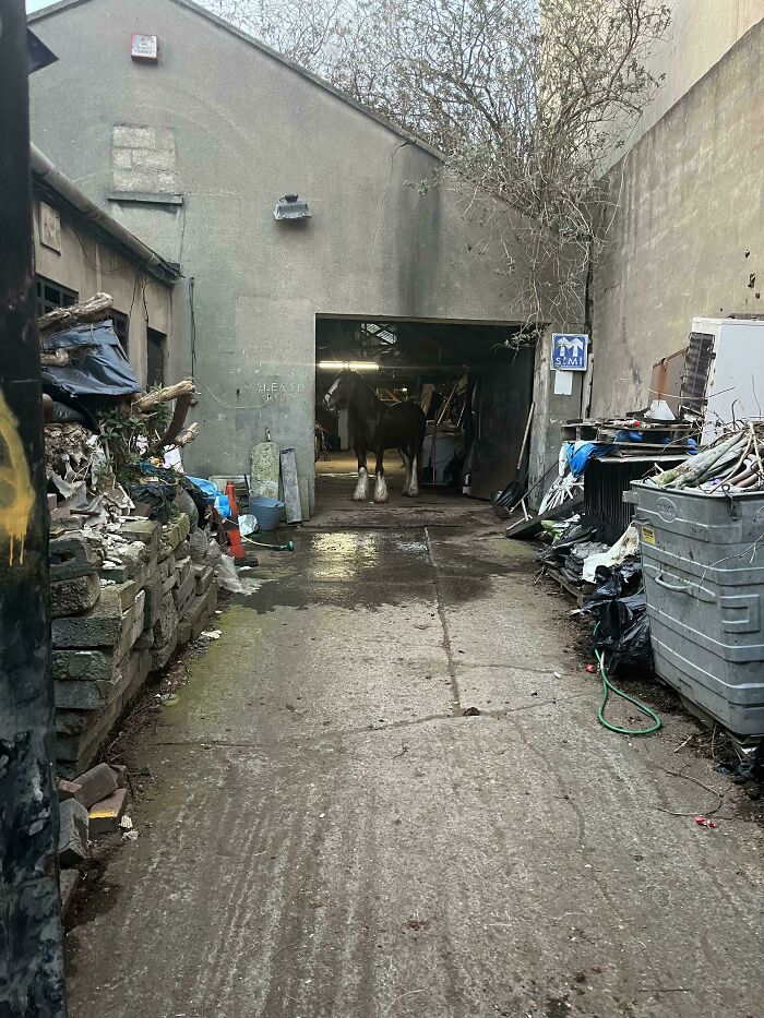 A horse standing inside a cluttered garage with various debris and litter scattered outside.
