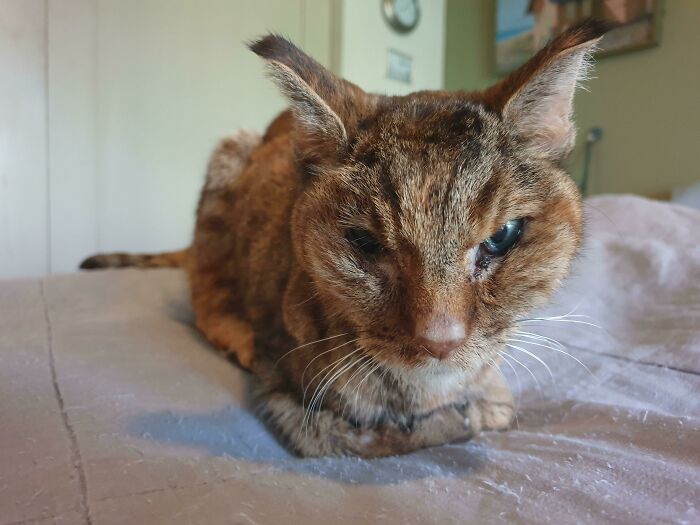 A cute cat with curled feetsies rests on a soft bed in a cozy room.