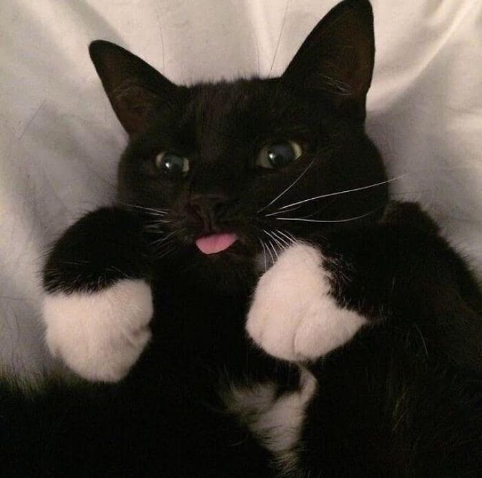 Cute cat with curled feetsies and a playful expression, showing its tongue.