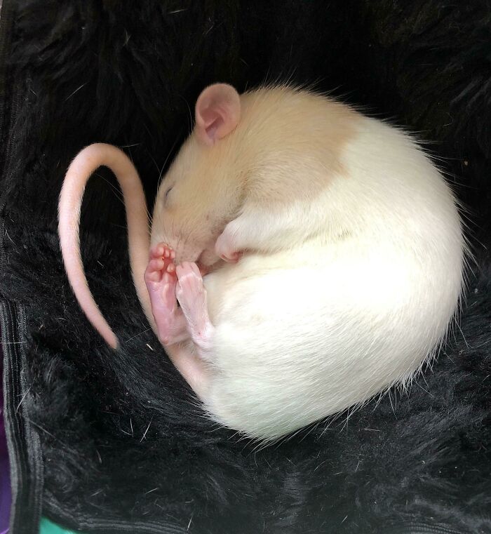 A small rat sleeping with its feet curled on a black surface.