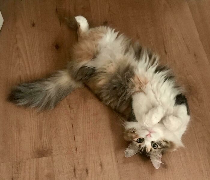 Fluffy cat lying on wooden floor with curled feetsies, looking up adorably.