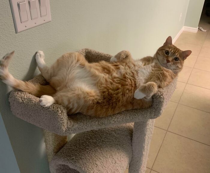 Cute cat lounging with curled feetsies on a cat tree, looking relaxed and content.