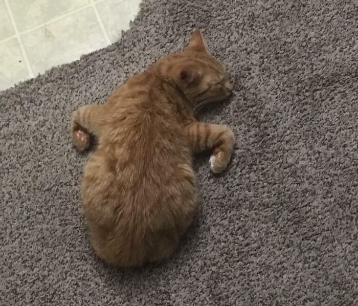 A cute cat sleeping on a carpet with curled feetsies.