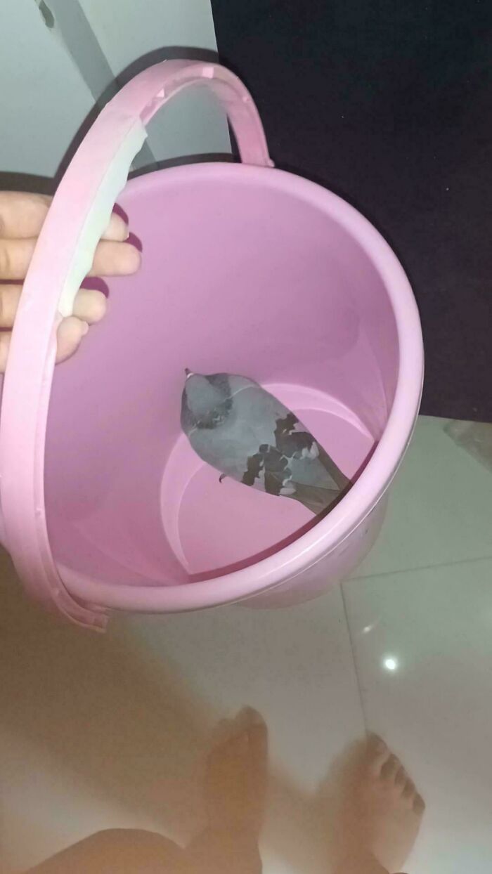 Pink bucket with a bird inside, showcasing an uninteresting scenario.