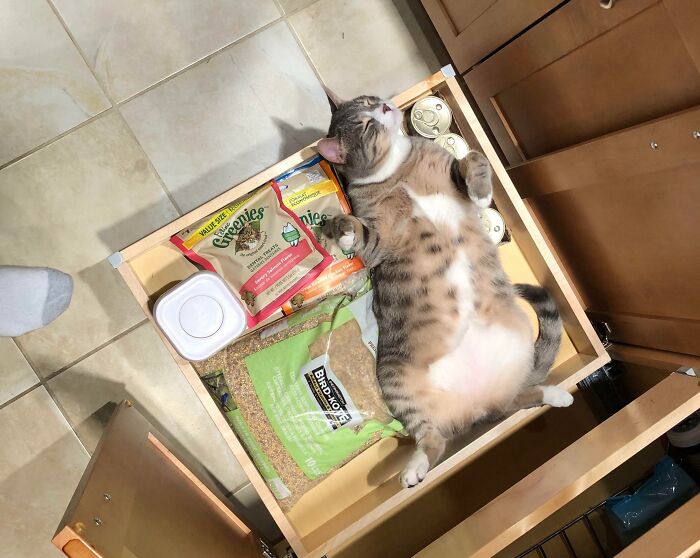 Cat with curled feetsies lying in an open drawer filled with pet food bags.