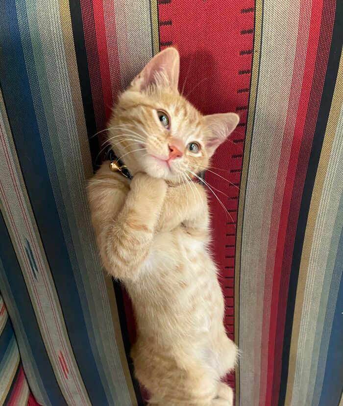 Cute cat lying on striped cushion with curled feetsies and a curious expression.
