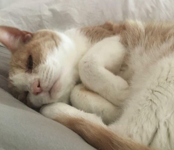 Cute cat sleeping with curled feetsies on a soft white blanket.
