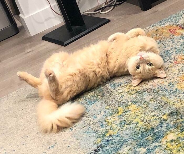 Adorable cat lying on back with curled feetsies, on a colorful rug indoors.