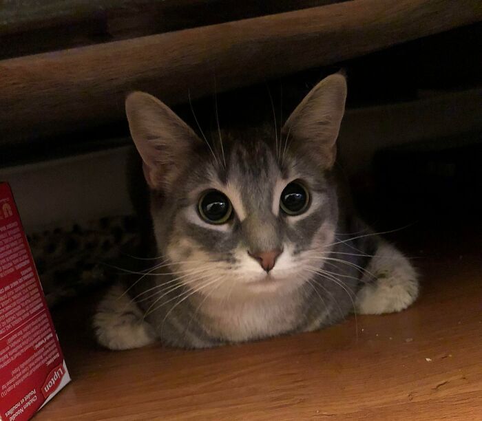 Cute cat peeking out with curled feetsies, lying on a wooden floor.