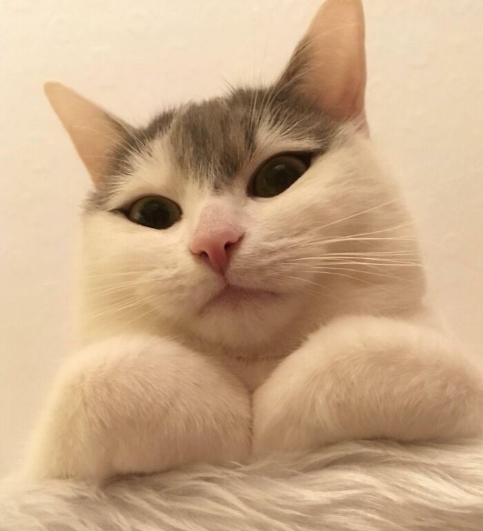 Cute cat with curled feetsies, looking directly at the camera with a soft expression.