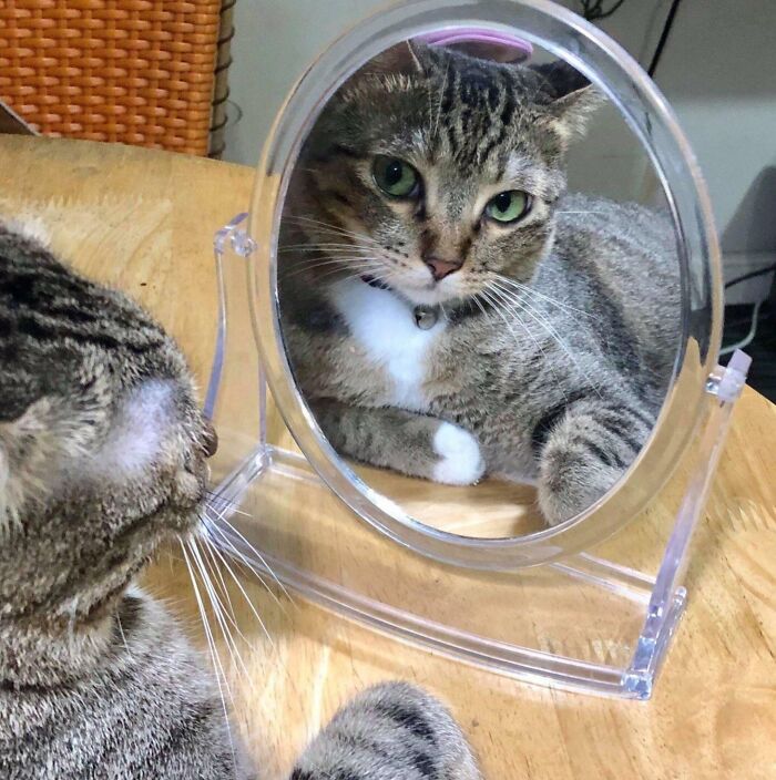 Cat with curled feetsies gazing into a mirror, reflecting its adorable face on a wooden table.