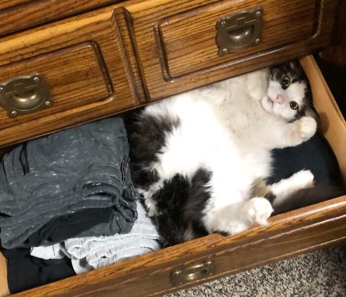 Cat with cute curled feetsies lying in an open dresser drawer with clothes.