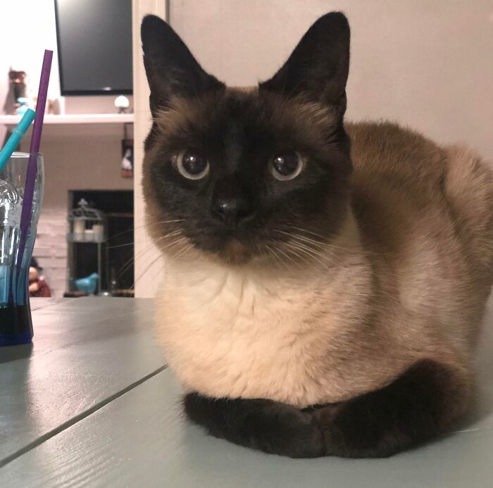 Siamese cat sitting comfortably with curled feetsies on a table, next to colorful straws in a glass.