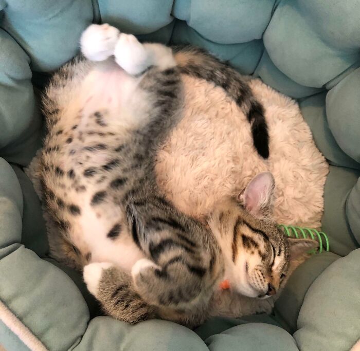 A cute cat sleeping with curled feetsies on a cozy cushion.