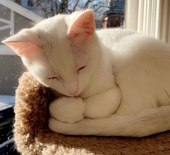 A cute cat with curled feetsies sleeps on a cozy perch in the sun.