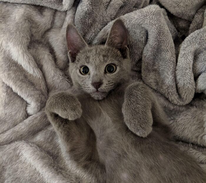 Gray cat with curled feetsies lying on a plush blanket.