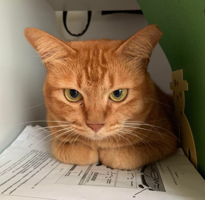 A cute orange cat with curled feetsies on papers, looking relaxed.