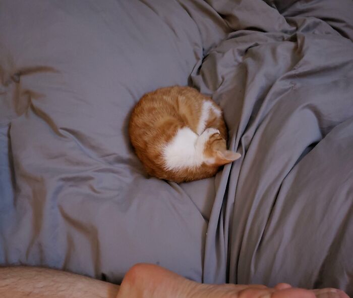 A cute cat sleeping with its feetsies curled on a gray blanket.