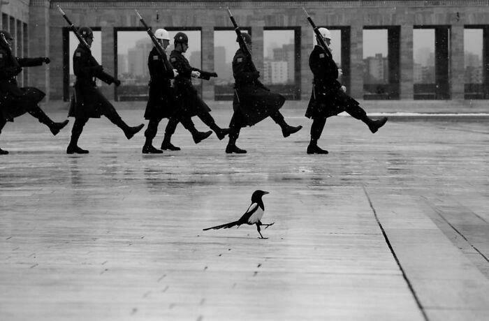 Black and white photo of marching soldiers with a bird crossing in the foreground like a Renaissance masterpiece scene.