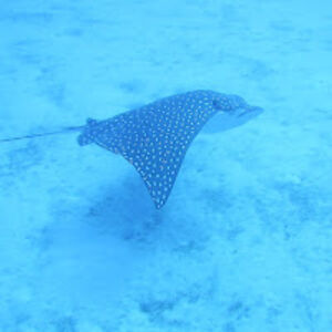 barblevasseur avatar