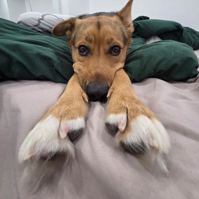 Dog resting with paws stretched out, looking confused on a bed.