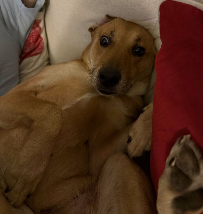 Dog on its back with a surprised expression, nestled between cushions.