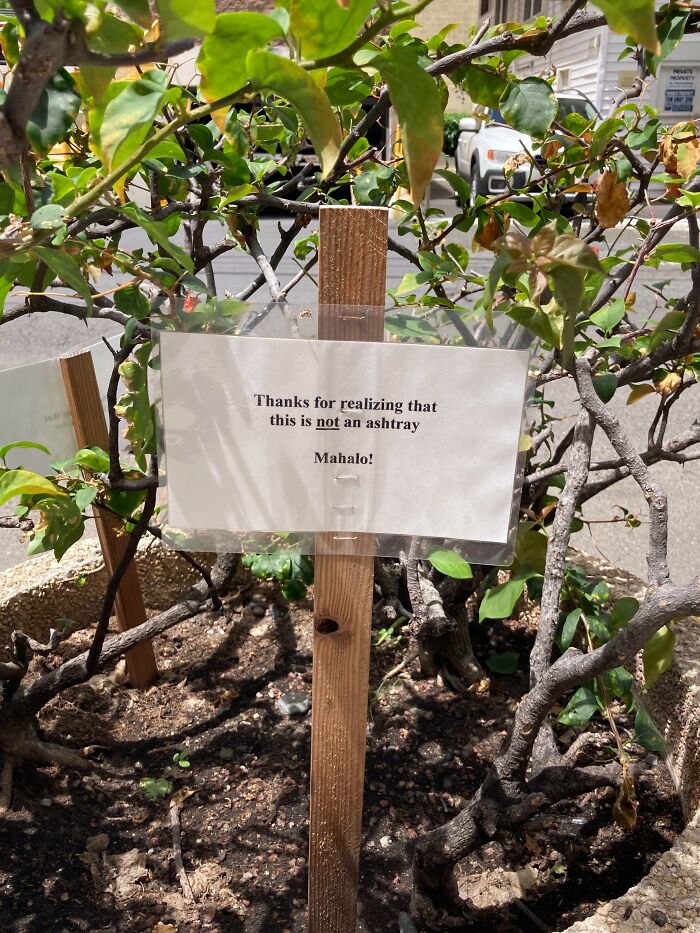 Sign in a plant with passive-aggressive message: "Thanks for realizing this is not an ashtray. Mahalo!"