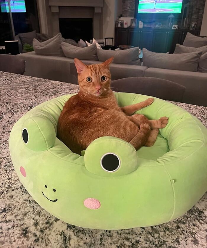 Orange cat lounging in a frog-shaped bed on a countertop, representing new finds in cozy pet furniture.