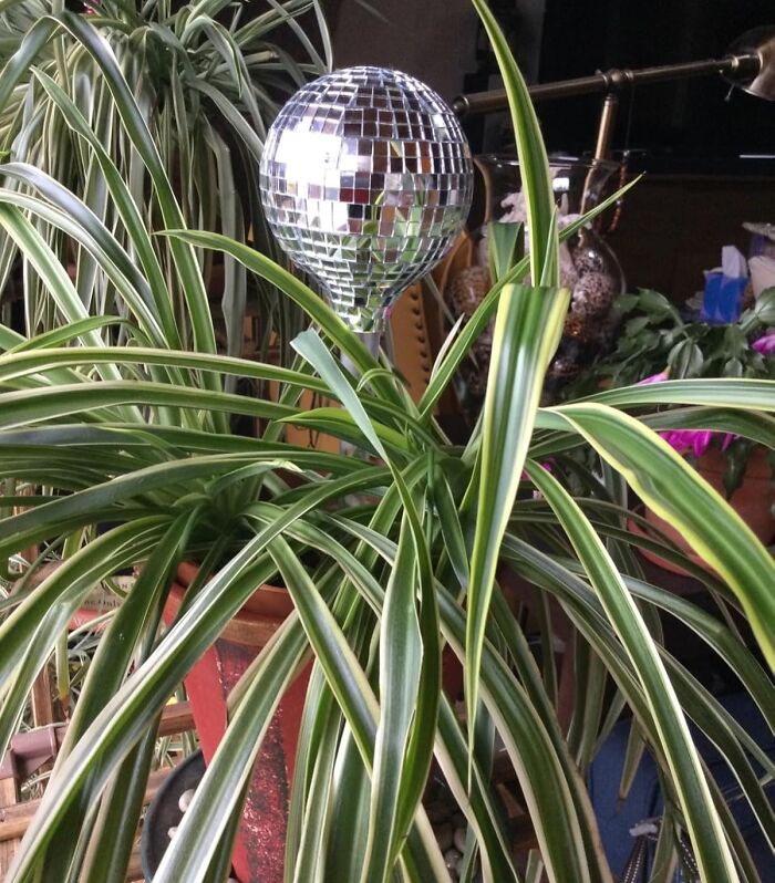Disco ball decor nestled among vibrant houseplant leaves, showcasing unique new finds.