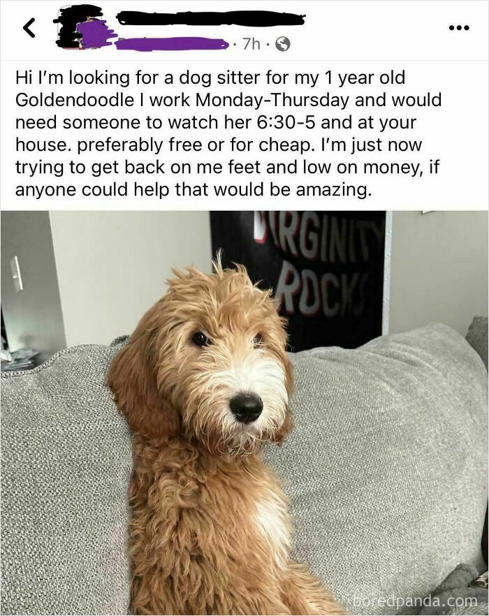 Goldendoodle dog seeking a sitter for free or cheap as owner is low on money, example of beggars being choosers.