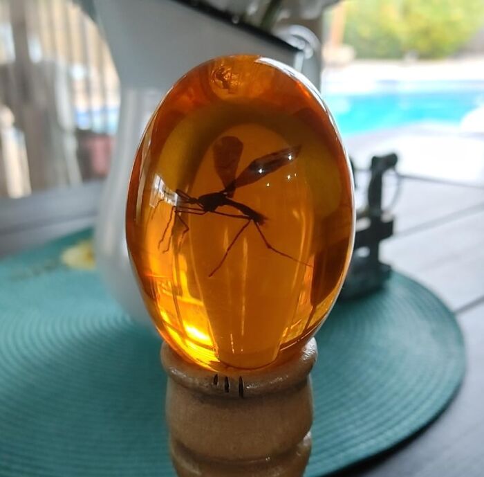 Amber cane topper with insect, iconic movie prop displayed on a table with a pool in the background.