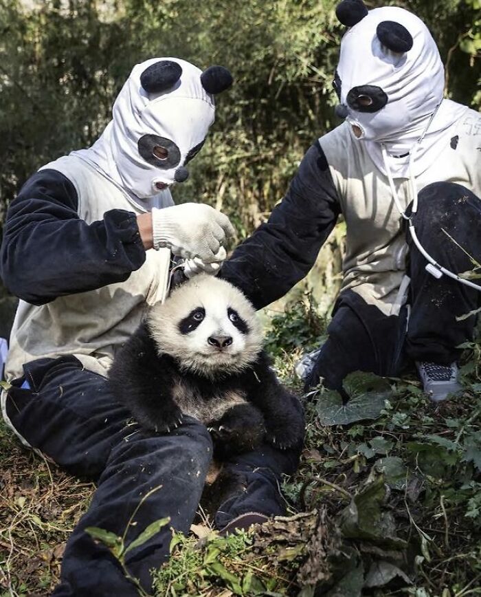 Two people in panda costumes with a real panda, pretending to belong in a forest setting.