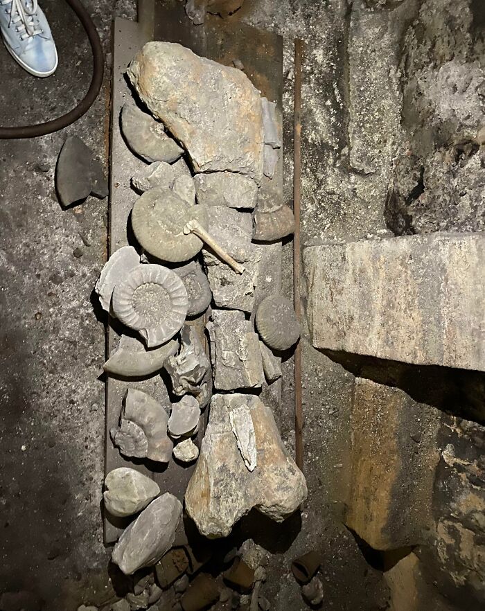 Old house artifacts, including fossils and stone fragments, found in a basement.