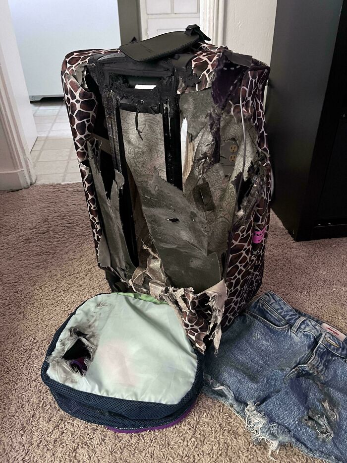 Damaged airline baggage with torn suitcase, exposing contents. Shorts and packing cube visible on carpet.